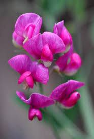 Attēlu rezultāti vaicājumam “Lathyrus latifolius”