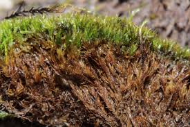 Attēlu rezultāti vaicājumam “Hymenostylium recurvirostrum”