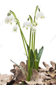 Attēlu rezultāti vaicājumam “Leucojum vernum var. vernum flower”