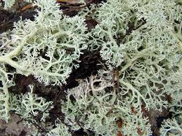 Attēlu rezultāti vaicājumam “Cladonia rangiferina”