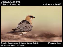 Image result for Glareola maldivarum