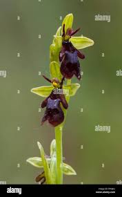 Attēlu rezultāti vaicājumam “Ophrys insectifera”