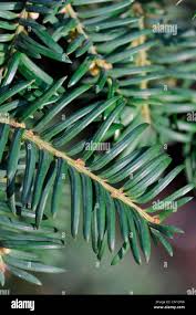 Attēlu rezultāti vaicājumam “Taxus baccata leaf”