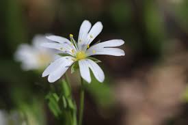 Attēlu rezultāti vaicājumam “Stellaria palustris”