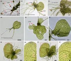 Attēlu rezultāti vaicājumam “Sphagnum squarrosum sporophyte”