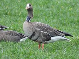 Attēlu rezultāti vaicājumam “Anser albifrons adult”