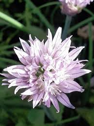 Image result for Allium schoenoprasum