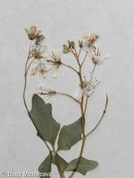 Attēlu rezultāti vaicājumam “Cardamine amara flower”