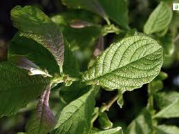 Attēlu rezultāti vaicājumam “Salix aurita leaf”