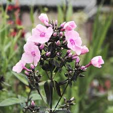 Image result for Phlox paniculata `Sweet Summer`