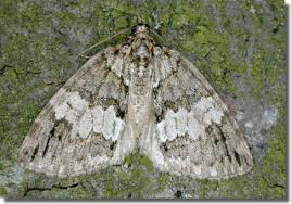 Attēlu rezultāti vaicājumam “Hydriomena impluviata”