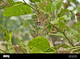 Attēlu rezultāti vaicājumam “Agelastica alni larva”