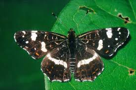 Attēlu rezultāti vaicājumam “Araschnia levana upperside”