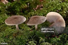 Attēlu rezultāti vaicājumam “Collybia sp.”