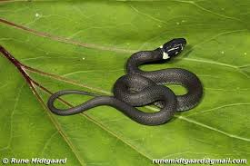 Attēlu rezultāti vaicājumam “Natrix natrix”