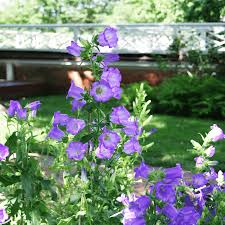 Image result for Campanula medium