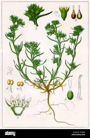 Attēlu rezultāti vaicājumam “Scleranthus annuus”