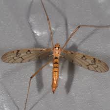 Attēlu rezultāti vaicājumam “Limoniidae”