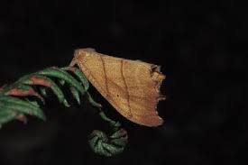 Attēlu rezultāti vaicājumam “Falcaria lacertinaria”