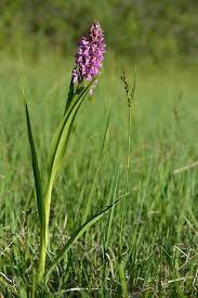 Attēlu rezultāti vaicājumam “Dactylorhiza cruenta leaf”
