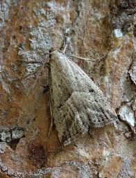 Attēlu rezultāti vaicājumam “Hypenodes humidalis”