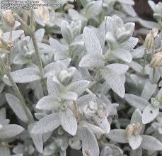 Attēlu rezultāti vaicājumam “Cerastium tomentosum leaf”