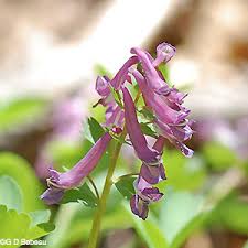 Attēlu rezultāti vaicājumam “Corydalis solida flower”
