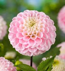 Image result for Dahlia x pinnata `Pompon Lilliput`