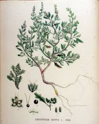 Image result for Chenopodium botrys