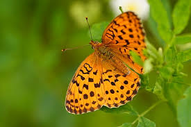 Attēlu rezultāti vaicājumam “Brenthis daphne underside”