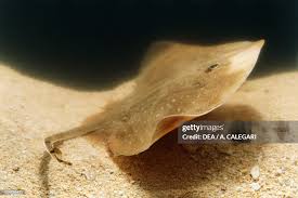 Image result for Raja asterias