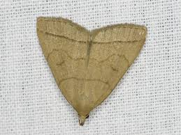 Attēlu rezultāti vaicājumam “Zanclognatha tarsipennalis”