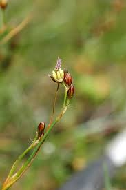 Attēlu rezultāti vaicājumam “Juncus gerardii bud”