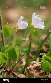 Attēlu rezultāti vaicājumam “Oxalis acetosella”