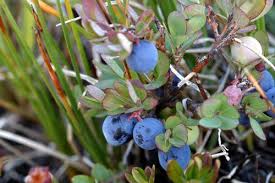 Attēlu rezultāti vaicājumam “Vaccinium uliginosum bud”