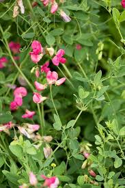 Attēlu rezultāti vaicājumam “Lathyrus tuberosus”