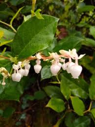 Attēlu rezultāti vaicājumam “Gaultheria cuneata”