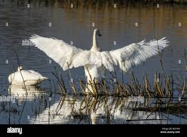 Attēlu rezultāti vaicājumam “Cygnus columbianus adult”