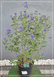 Attēlu rezultāti vaicājumam “Barbula”