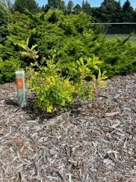 Attēlu rezultāti vaicājumam “Robinia neomexicana”