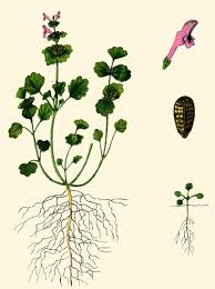 Attēlu rezultāti vaicājumam “Lamium amplexicaule”