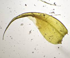 Attēlu rezultāti vaicājumam “Drepanocladus lycopodioides”