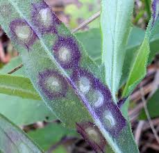 Attēlu rezultāti vaicājumam “Cystiphora sanguinea”