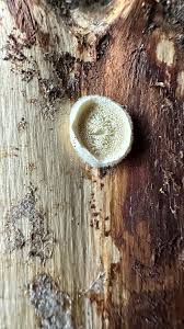 Attēlu rezultāti vaicājumam “Postia tephroleucus”