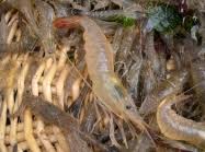 Attēlu rezultāti vaicājumam “Crangon crangon”