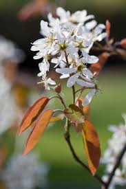 Attēlu rezultāti vaicājumam “Amelanchier canadensis”