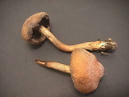 Attēlu rezultāti vaicājumam “Psathyrella lacrymabunda”