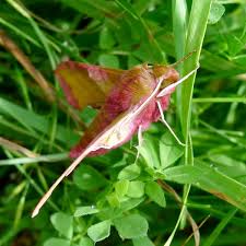 Attēlu rezultāti vaicājumam “Deilephila porcellus”