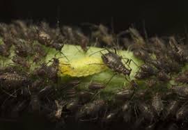 Attēlu rezultāti vaicājumam “Uroleucon cirsii”