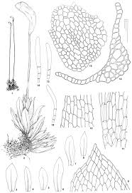 Attēlu rezultāti vaicājumam “Bryum amblyodon”